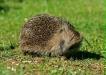 Hedgehog